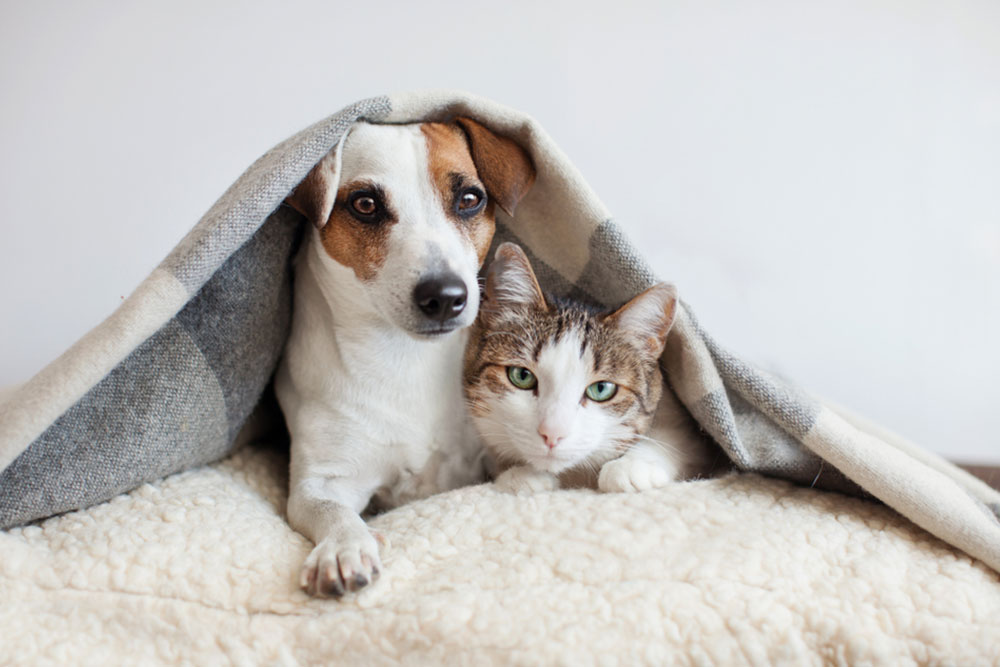 Natural Flea and Tick Prevention in Pets
