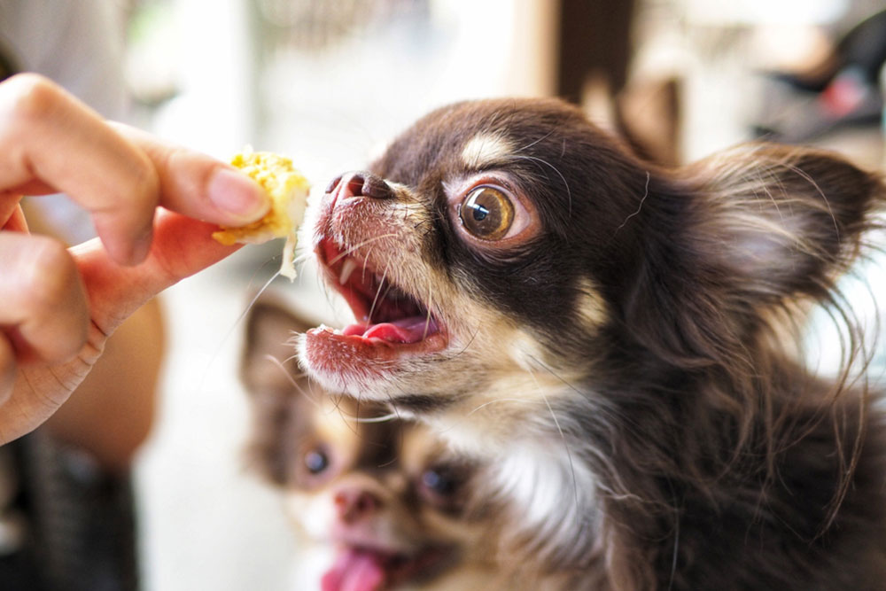Identifying Food Allergies in Pets