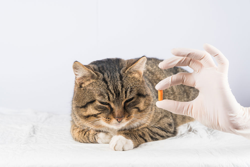 Symptoms and Treatment for Feline Diabetes Mellitus