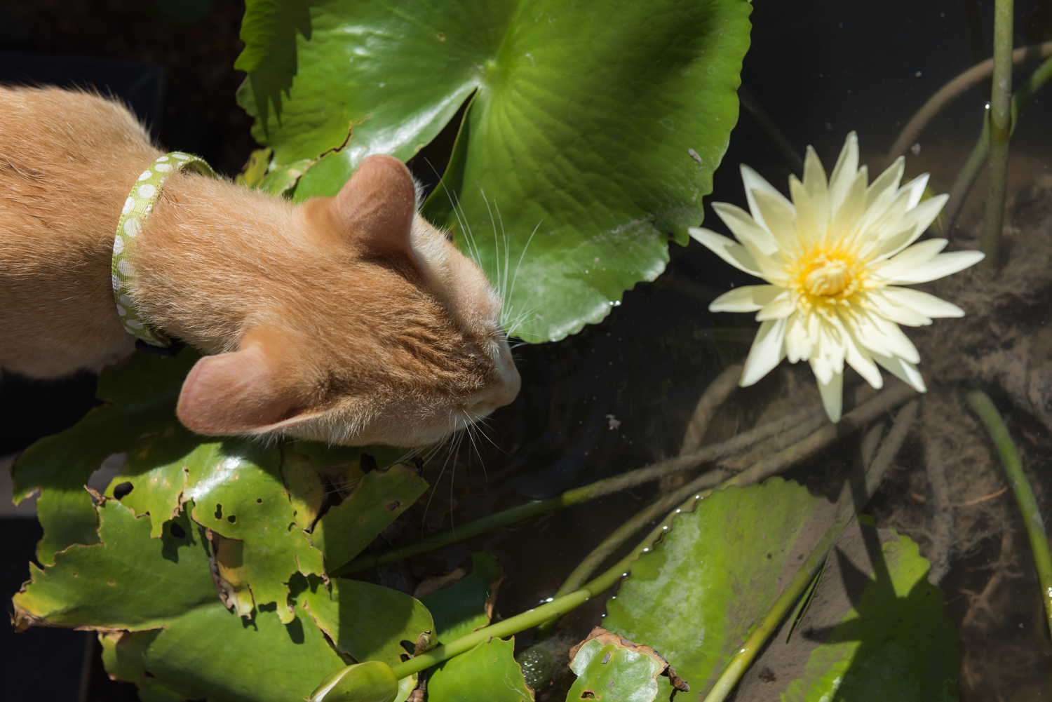 Toxic Houseplants for your Cat