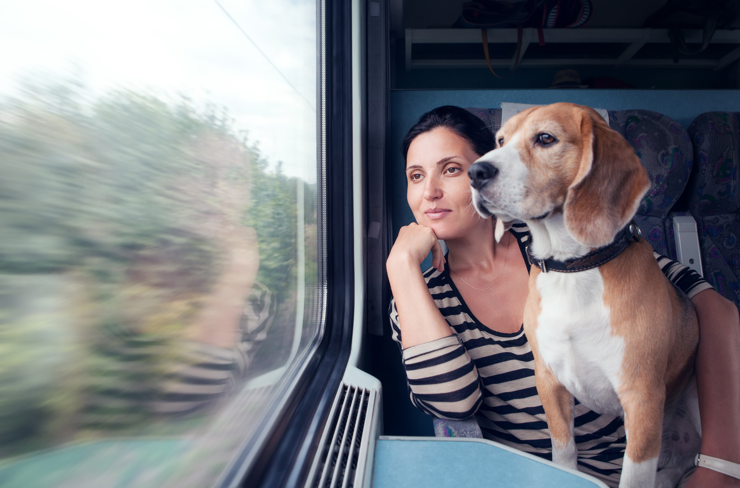 Comfort and Safety Tips for Pet Travel